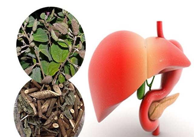 Công dụng của Cây An Xoa Khô