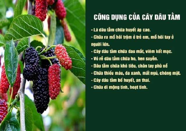 Công dụng của lá dâu tằm