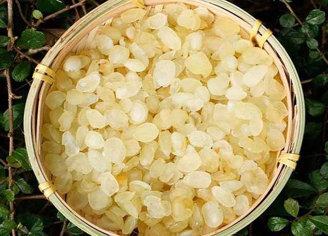 Tuyết Liên Tử (Hạt Bồ Mễ) - Đông Y Tấn Phát