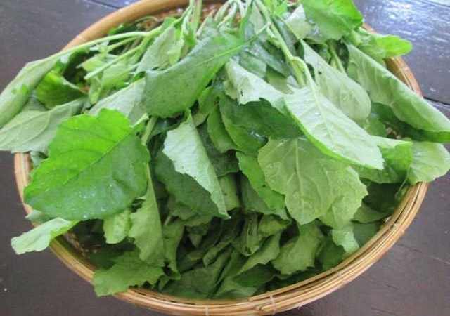 Mua Cây Cải Trời Sấy Khô