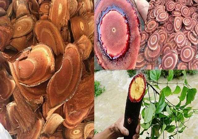 Mua Cây Cỏ Máu Khô Tại Biên Hoà