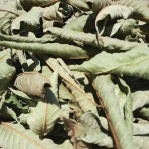 Lá Ổi Khô Đồng Nai