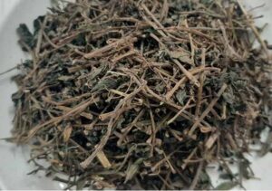 Cây Bọ Mắm