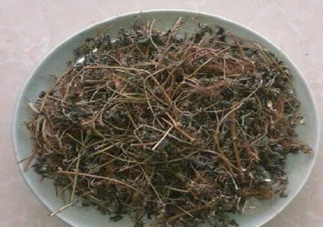 Mua Cây Bọ Mắm
