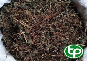 Cây Thuốc Dòi