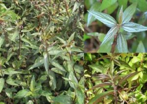 Cây Bọ Mắm