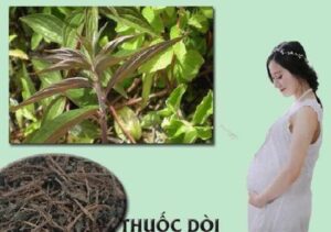 cây thuốc dòi)