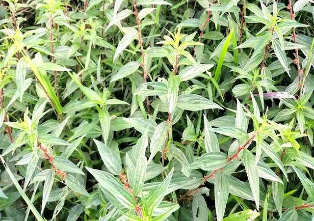 Cây Bọ Mắm