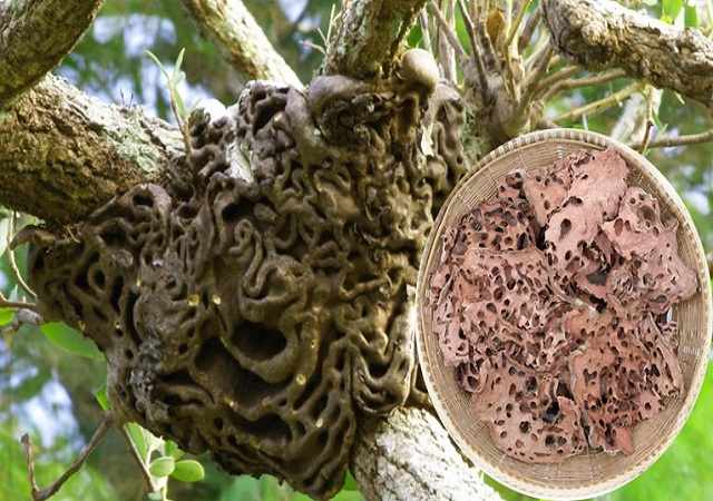 Bí Kỳ Nam Sấy Khô