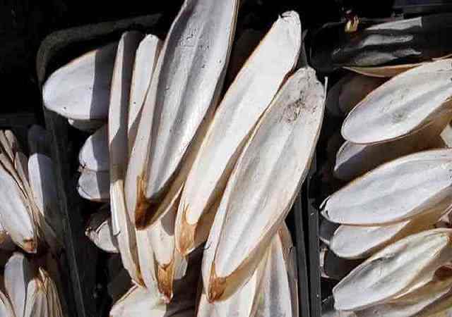 Mai Mực Sấy Khô