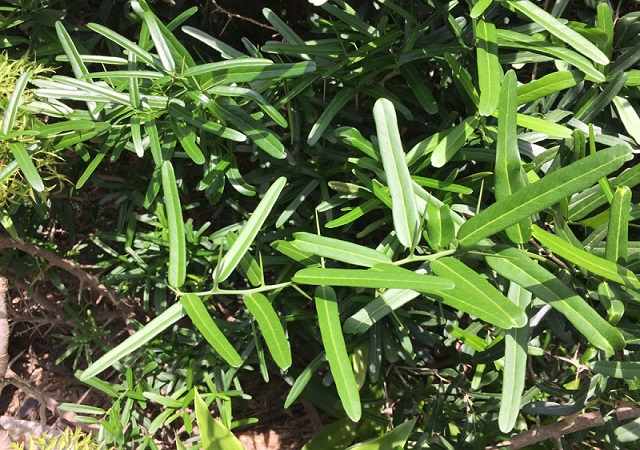 Rễ Xáo Tam Phân