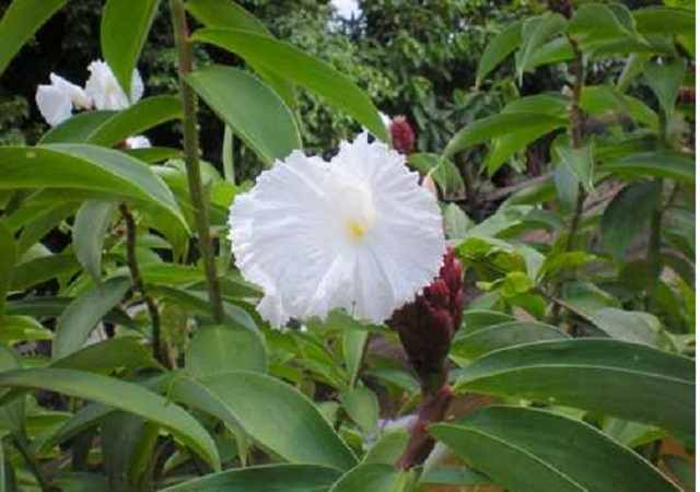 Cây Cát Lồi