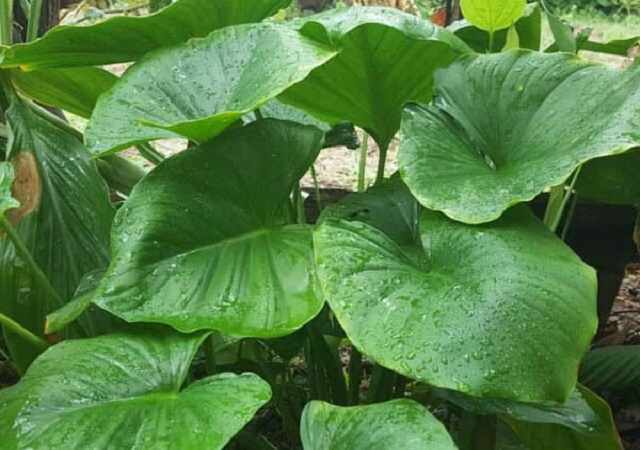 Cây Thiên Niên Kiện