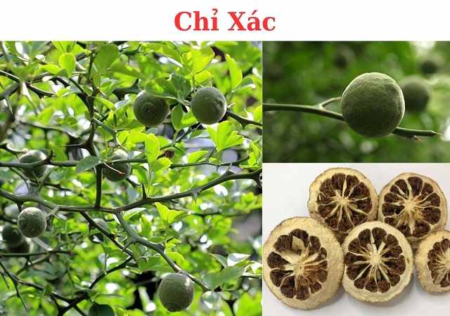Chỉ Xác Khô