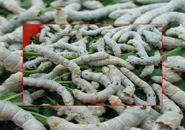 Bạch Cương Tằm Khô
