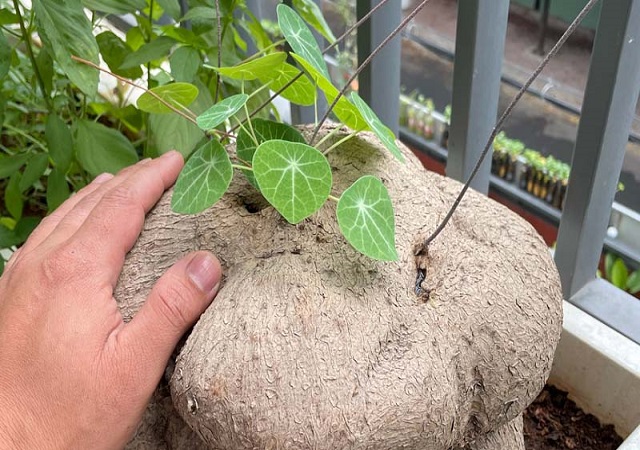 Củ Bình Vôi Khô