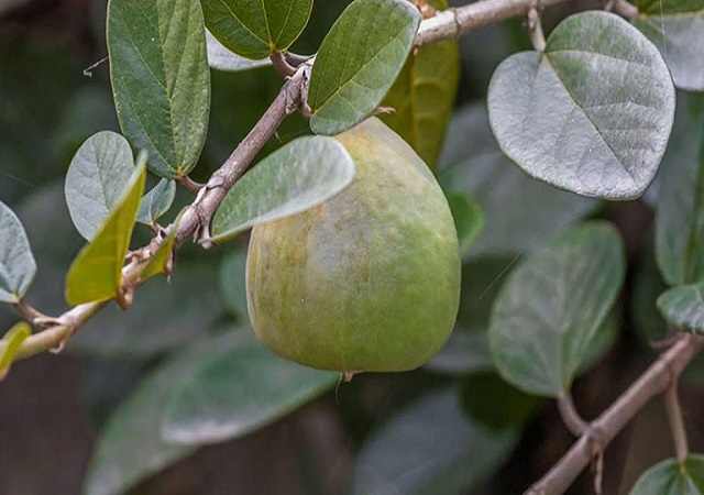 Cây Trâu Cổ