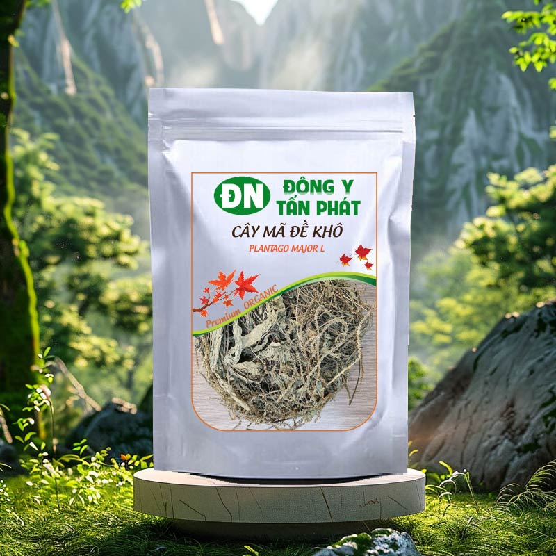 Cây Mã Đề Tại Đồng Nai