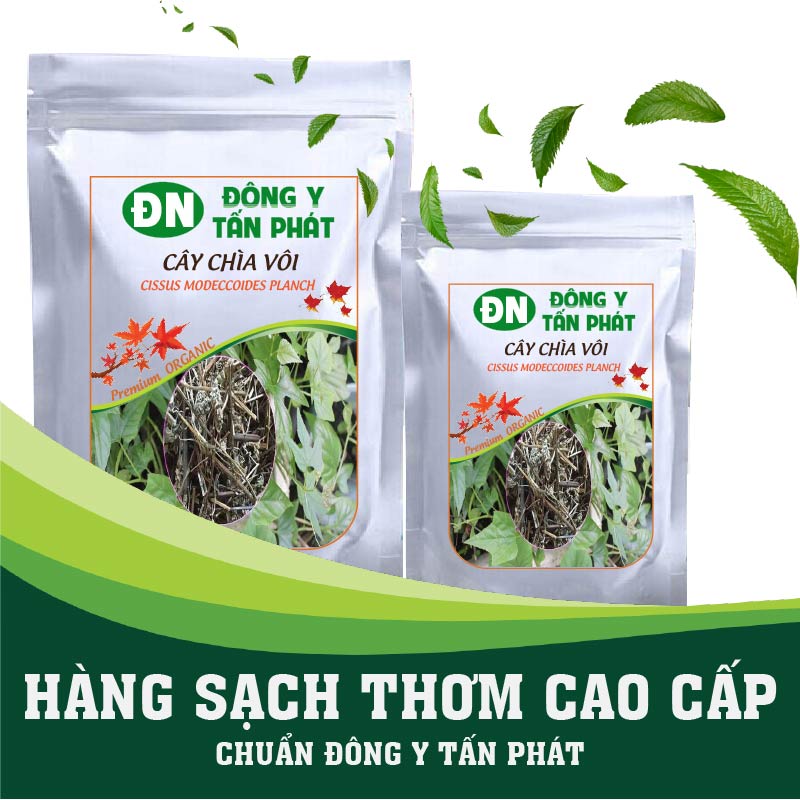 Cây Chìa Vôi-Đông Y Tấn Phát