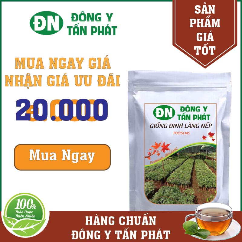 Giá Bán Giống Đinh Lăng