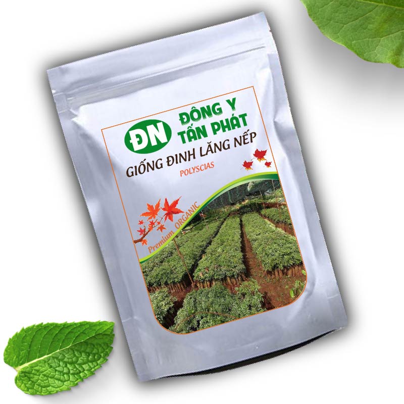 Giống Đinh Lăng-Đông Y Tấn Phát