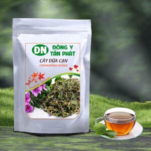 Cây dừa cạn giá rẻ