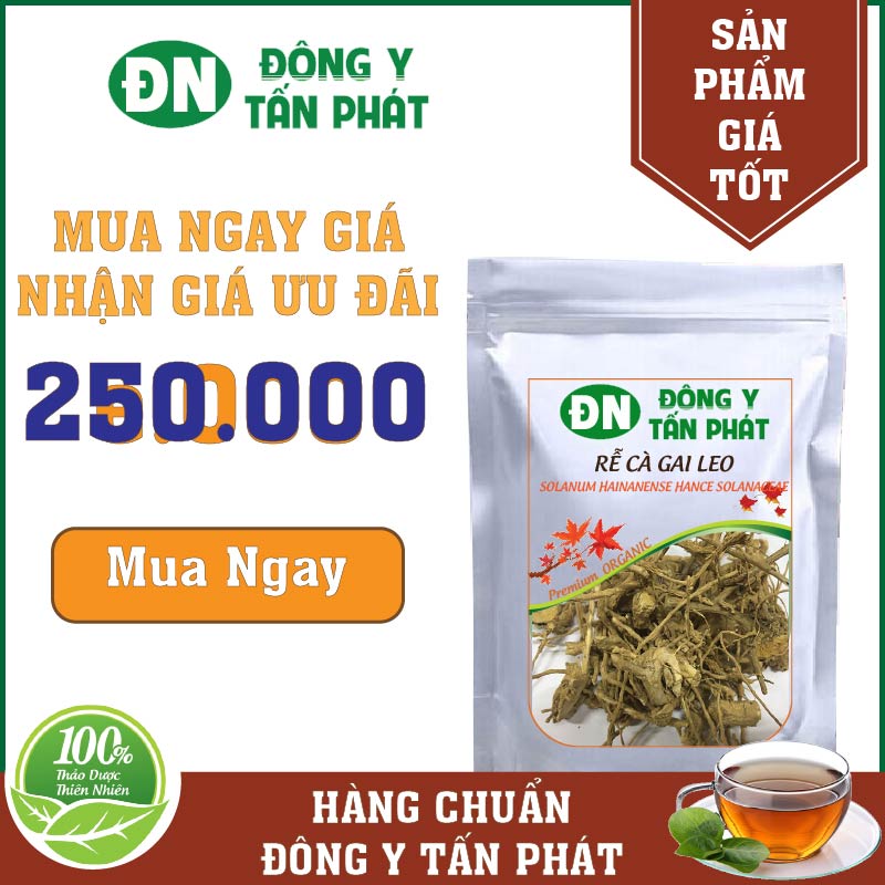 Vì Sao Nên Lựa Chọn Rễ Cà Gai Leo Tại Đông Y Tấn Phát?