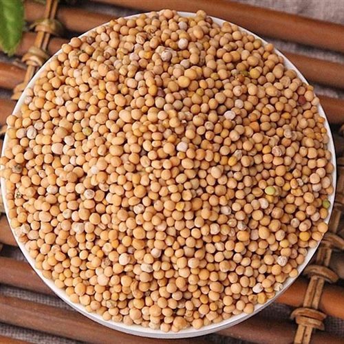 Bạch giới tử khô Đông Y Tấn Phát Biên Hòa Đồng Nai