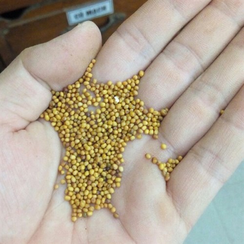 Cách dùng bạch giới tử khô