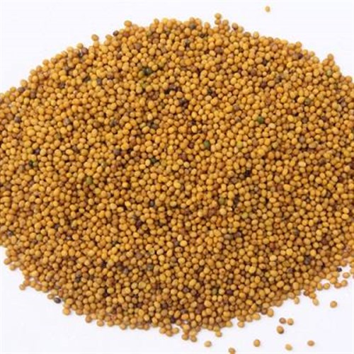 Bạch giới tử khô 500g 1kg Đông Y Tấn Phát