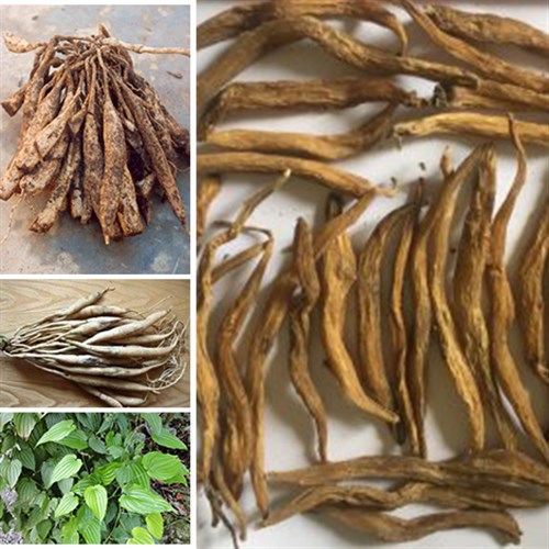 Củ bách bộ khô 500g 1kg Đông Y Tấn Phát
