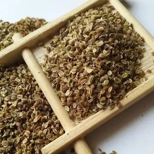 Hạt xà sàng tử khô nguyên liệu Đông Y Tấn Phát