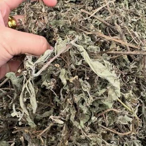 Cây cỏ mực khô nguyên liệu Đông Y Tấn Phát