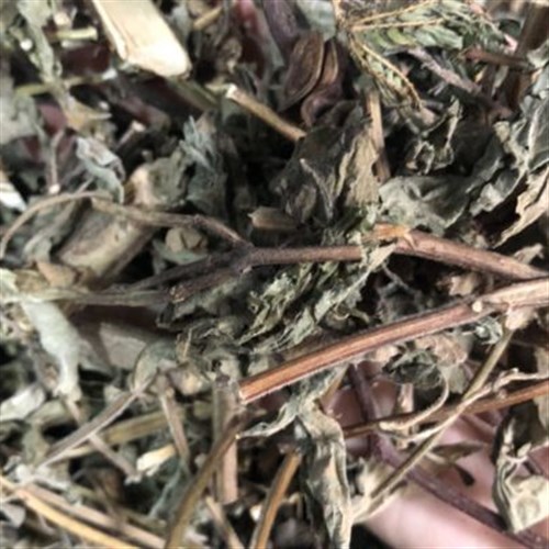 Cây hương nhu khô nguyên liệu Đông Y Tấn Phát