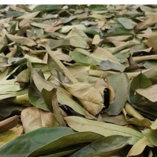 Trải nghiệm chọn mua lá mãng cầu xiêm khô