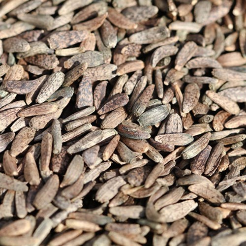 Ngưu bàng tử khô Đông Y Tấn Phát Biên Hòa Đồng Nai
