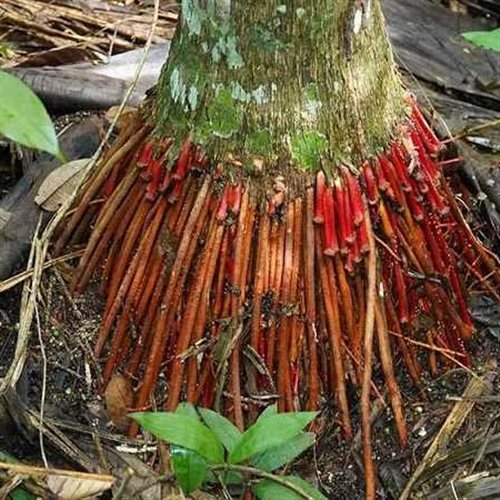 Rễ cau khô Đông Y Tấn Phát Biên Hòa Đồng Nai