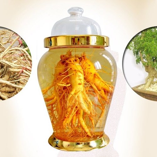 Rượu Đinh Lăng Tươi màu vàng nâu trong đặc trưng