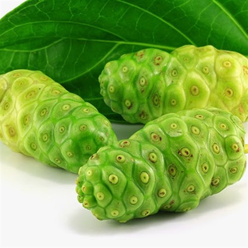 Trái nhàu tươi Đông Y Tấn Phát Biên Hòa Đồng Nai