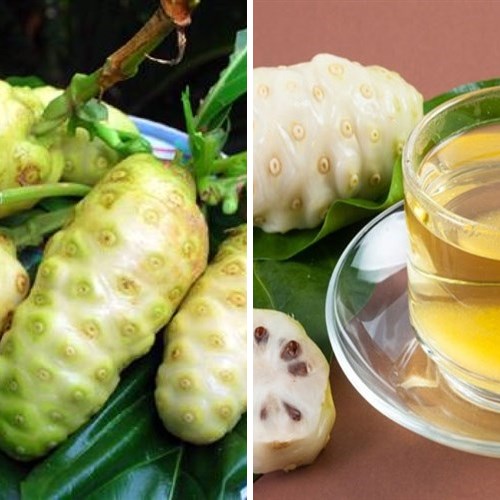 Trái nhàu tươi tại Đông Y Tấn Phát Biên Hòa