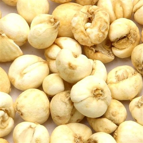 Giá xuyên bối mẫu khô tại Đông Y Tấn Phát
