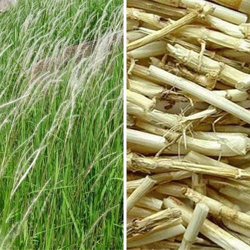 Cây cỏ tranh và rễ cỏ tranh khô tại Biên Hòa Đồng Nai