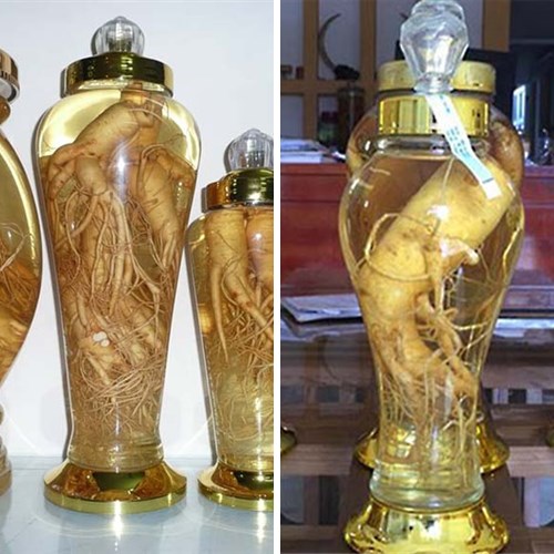 Bình rượu đinh lăng ngâm sẵn tại Biên Hòa Đồng Nai