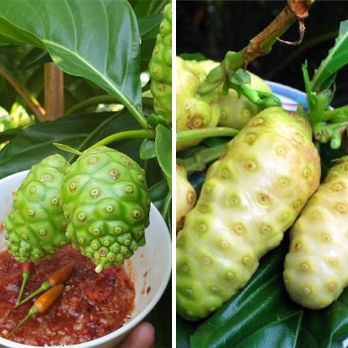 Nhận biết trái nhàu tươi chất lượng tại Biên Hòa Đồng Nai